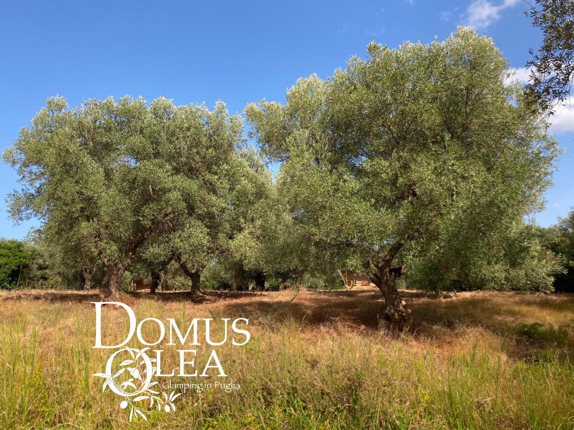 Hotel Domus Olea Glamping à Ceglie Messapica Extérieur photo